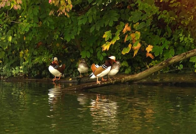 Kumarakom Bird Watching - Image 2
