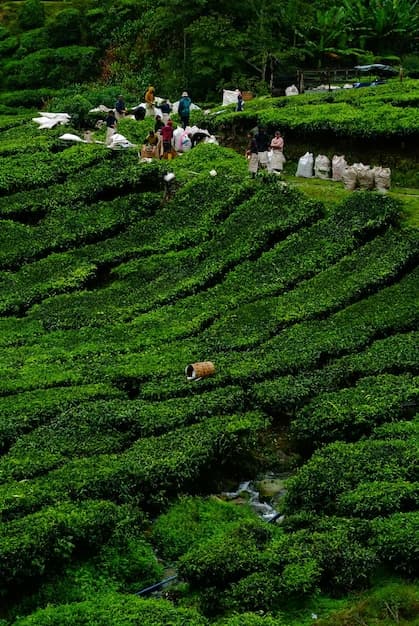 Munnar Romantic Escape