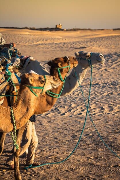 Jaisalmer Desert Safari Adventure