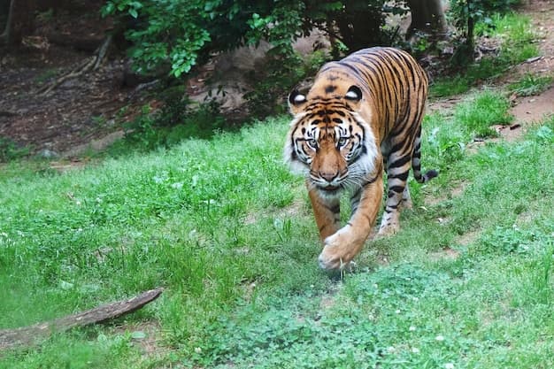 Ranthambore Wildlife Expedition