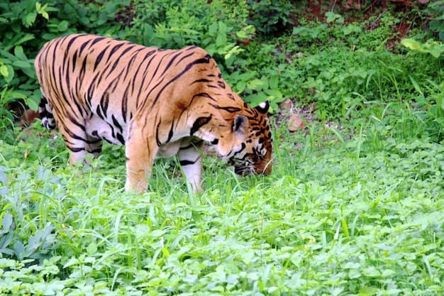 Ranthambore Wildlife Expedition - Image 3